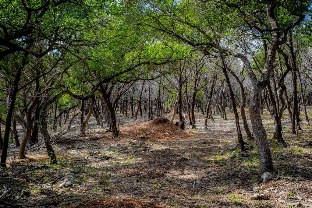 land clearing company hays county