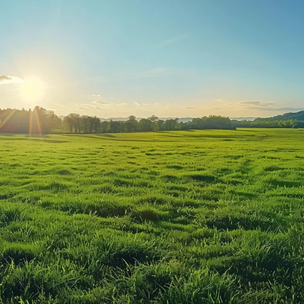 Wimberley Land Clearing