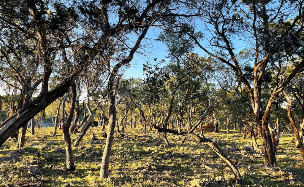 Tree Service Driftwood TX