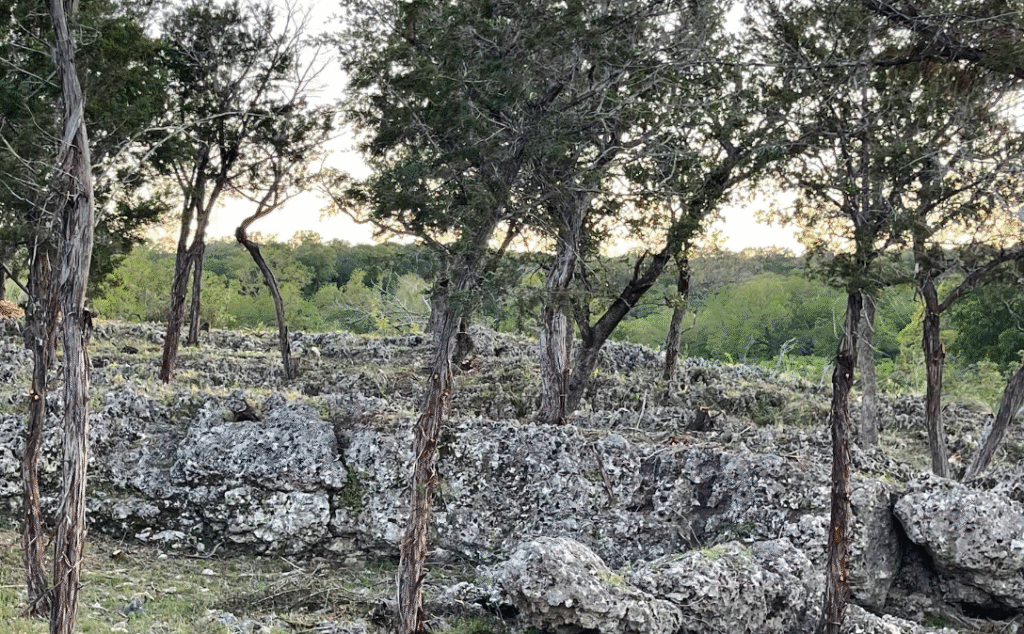 Driftwood Tree Service