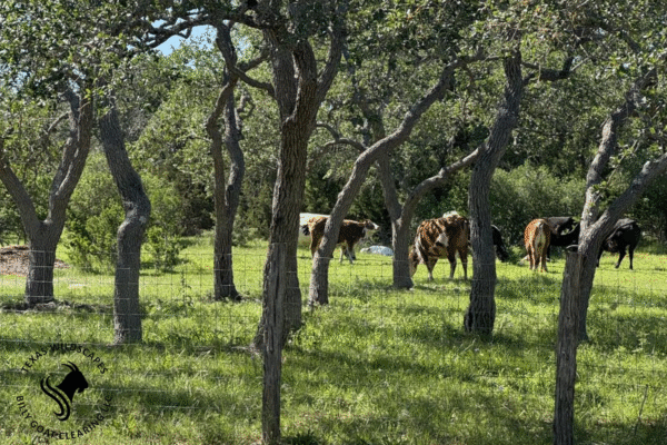 Tree Service Dripping Springs TX