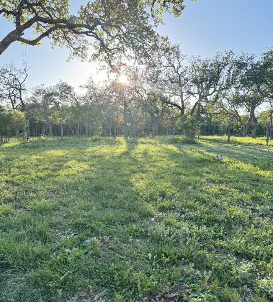 Tree Service Fischer TX