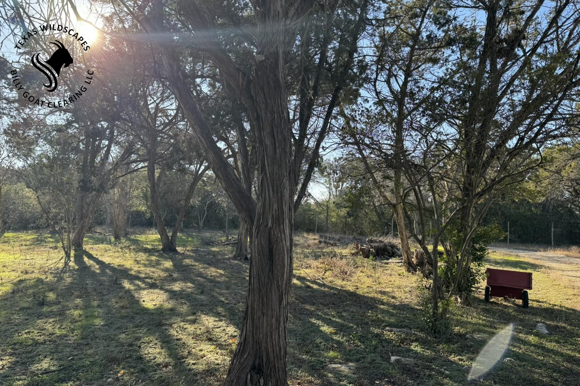 tree trimming wimberly