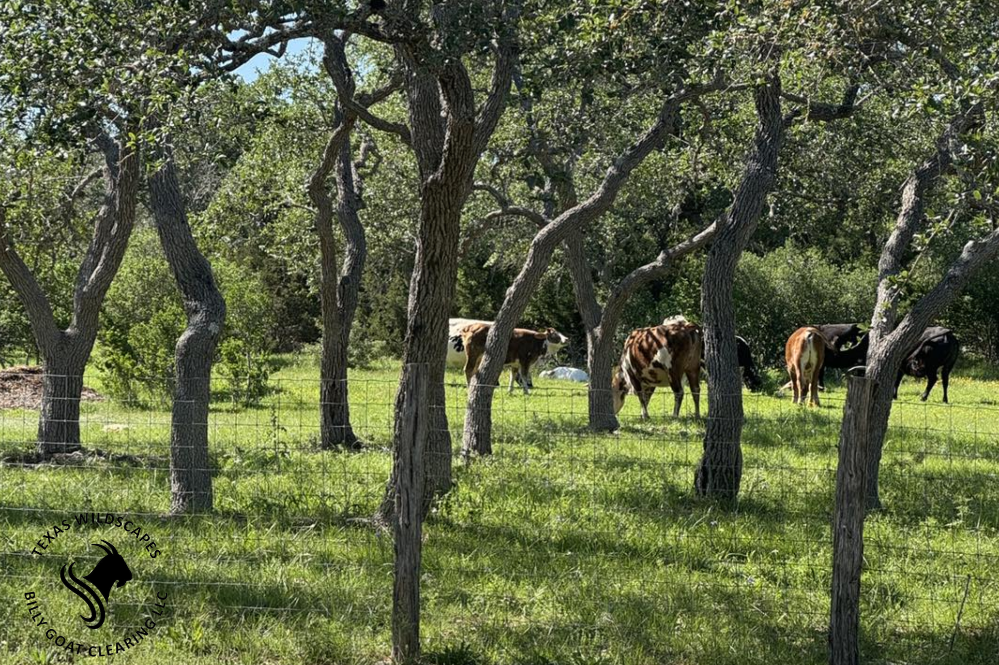 tree trimming wimberley