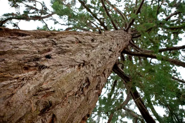 tree service Canyon Lake TX