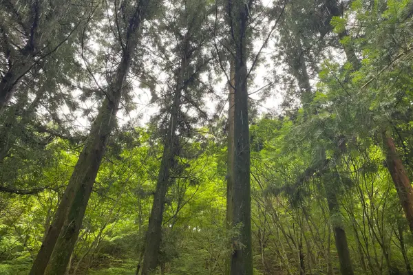 tree service Blanco TX