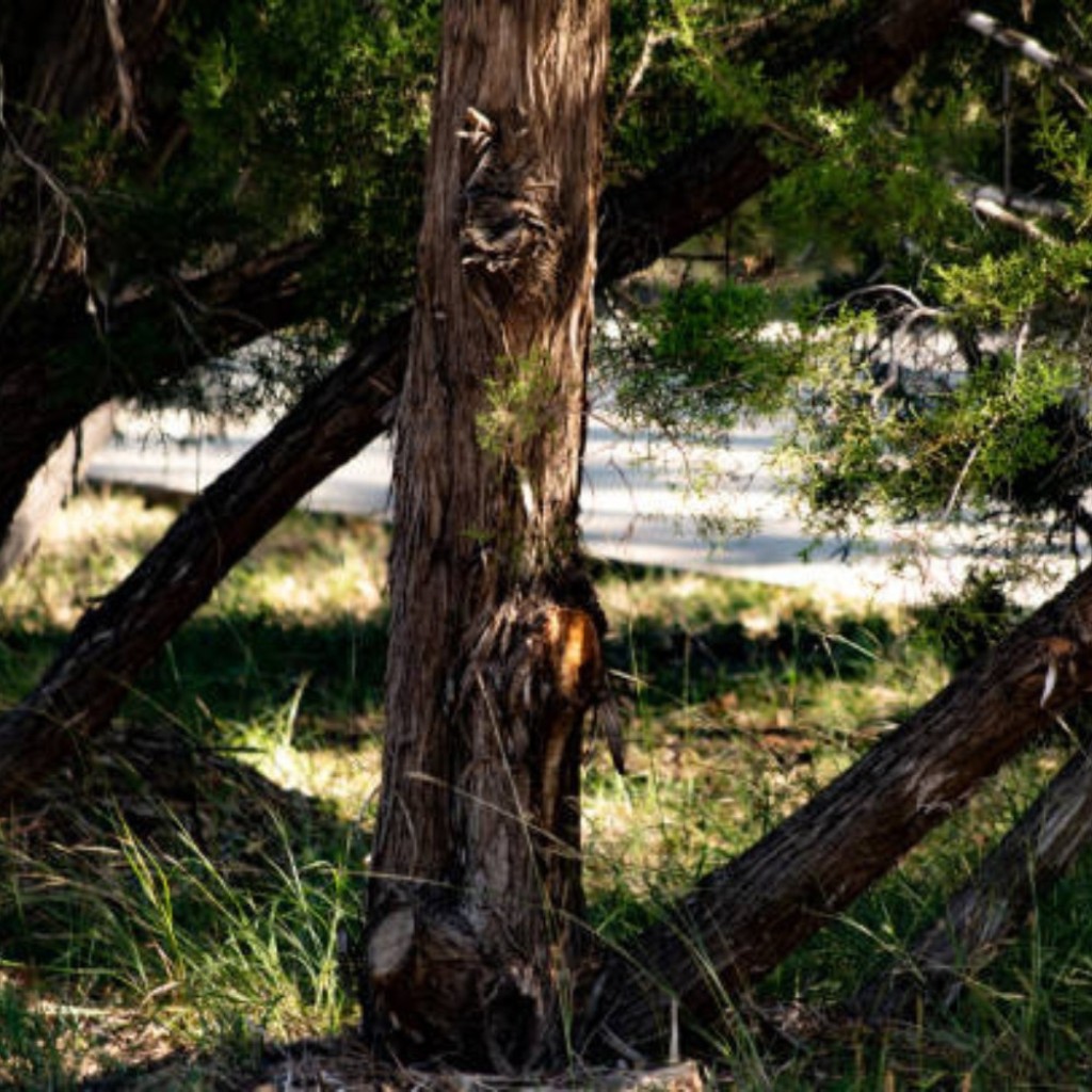 dripping springs land clearing