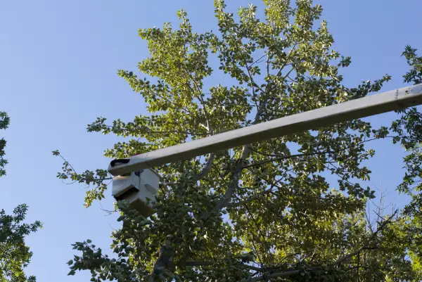 Cedar removal Kyle TX