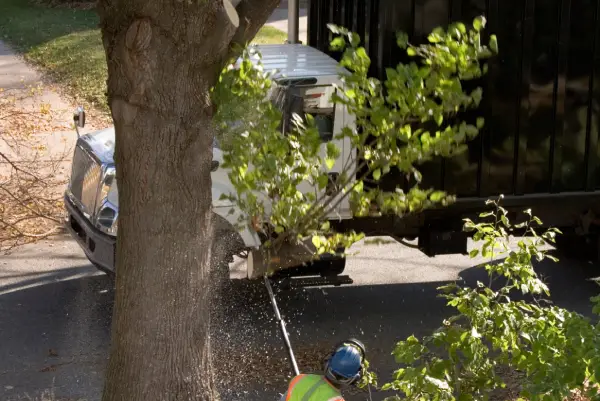 Cedar removal San Marcos