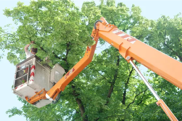 Tree service Henly TX