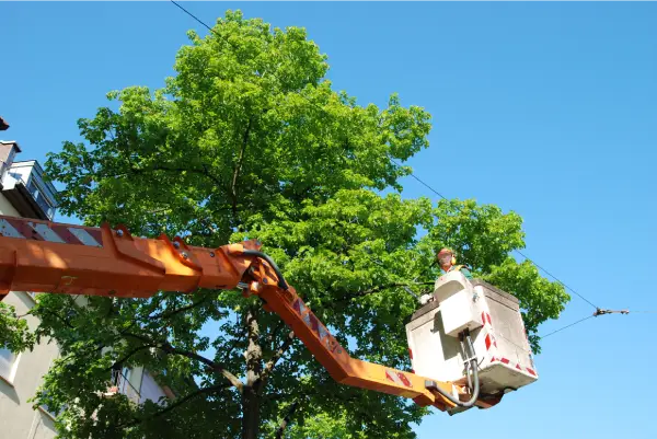 Tree service Wordcreek TX