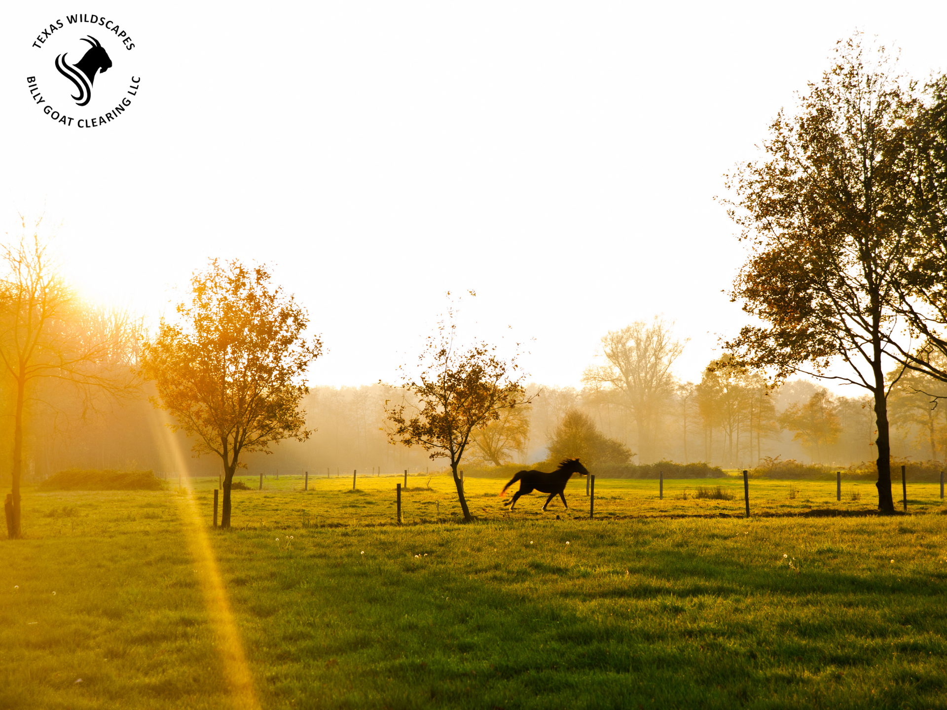 land clearing dripping spring